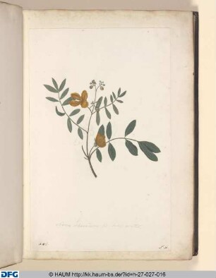 Senna Alexandrina; five; foliis acutis.