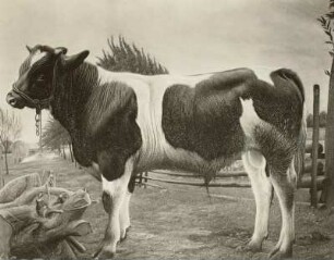 Stier