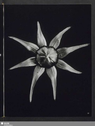 Cosmos spec., Blütenknospe von Cosmos (Schmuckkörbchen)