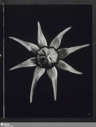 Cosmos spec., Blütenknospe von Cosmos (Schmuckkörbchen)