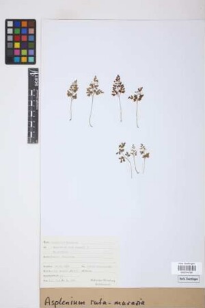 Asplenium ruta-muraria L.