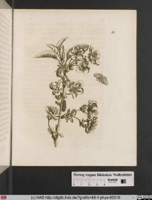 Eine Weichselblüe / Cerasus austera, florens