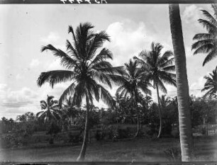 Palmen in Daressalam (Ostafrika-Reisen Uhlig 1901-1910)