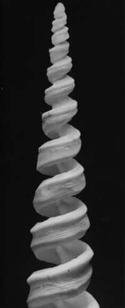 Turitella terebra, aufgeschnitten, Westafrika