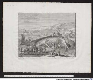 Stranding van een Walvisch van 70. voeten lang, tusschen Katwyk en Schevelingen, in de Maandt van February, A[nno] 1598.