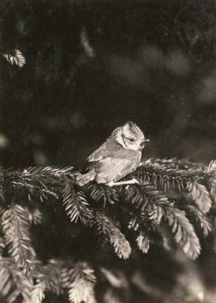 Haubenmeise (Lophophanes cristatus, Syn. Parus cristatus). Ausgeflogener Jungvogel