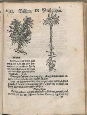 VIII. Bilsam. IX Weißgilgen.