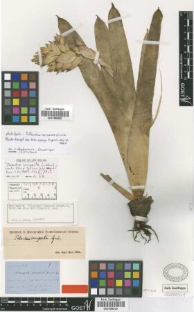 Tillandsia compacta Griseb. [holotype]