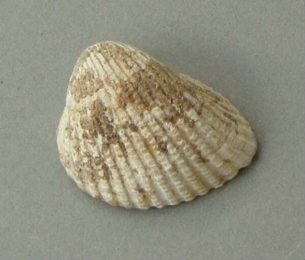 Musselshell