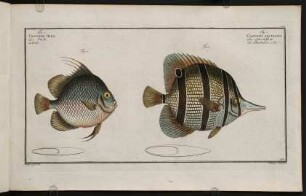 CCIIr, Fig. 1.: Chaetodon Rostratus. Fig. 2.: Chaetodon Orbis