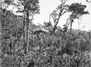 Hüttenansicht : Hütte umgeben von kahlen Bäumen