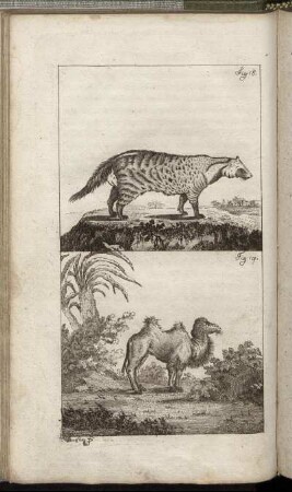 Fig. 18. - Fig. 19.