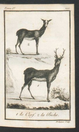 Tafel: 1 le Cerf. 2 la Biche.