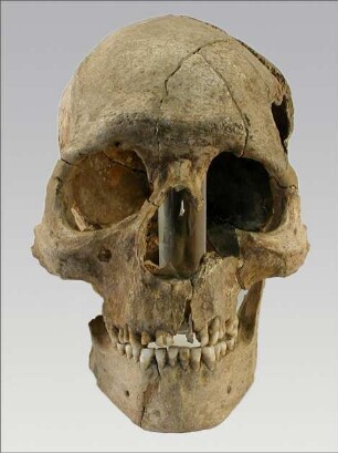 Schädel des Homo sapiens von Combe Capelle ("Homo aurignaciensis Hauseri")