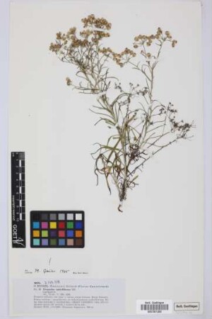 Phagnalon umbelliforme DC.