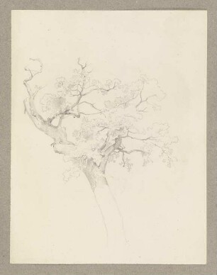 Ein Baum