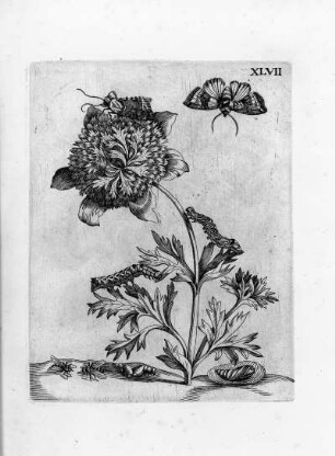 XLVII.