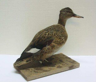 Stockente