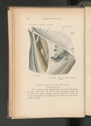 Fig. 506. Fascia lata mit der Fossa ovalis.