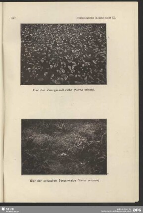 Eier der arktischen Seeschwalbe, Sterna macrura