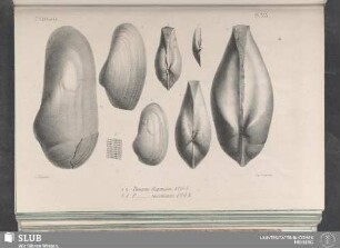 Pl. 353