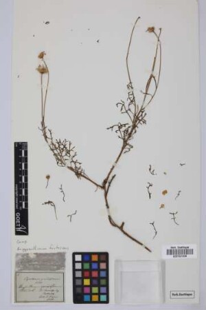 Pyrethrum grandiflorum Willd.