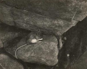 Waldmaus (Apodemus sylvaticus L.), sich Schnauze und Kopf putzend