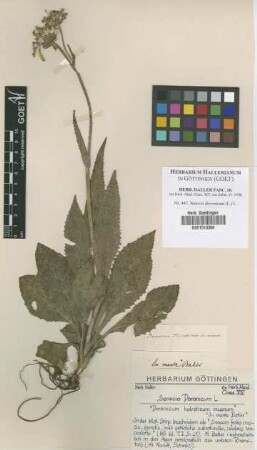 Senecio doronicum (L.) L.
