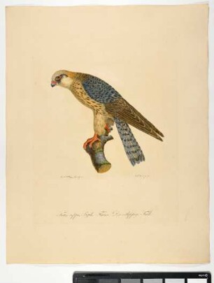 Falco rufipes. Beske. Femina. Der rothfüßige Falke. - Rotfußfalke. Falco vespertinus; fem. - Zeichner: Johann Mathias Hergenröder; Stecher: Johann Carl Bock