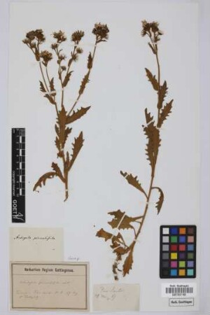 Andryala pinnatifida Aiton