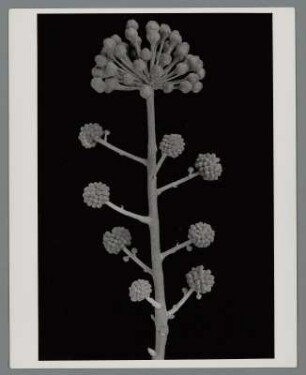 Efeu (Hedera)
