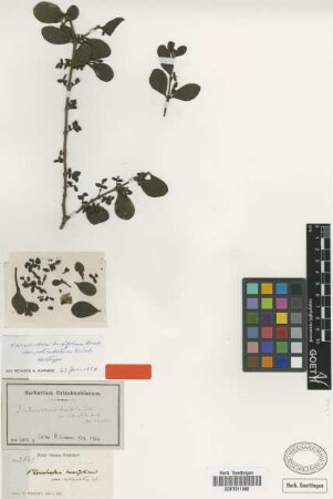 Phoradendron buxifolium Griseb. var. Griseb. rotundatum[holotype]