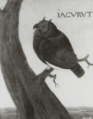 IACVRVTV brasil. Uhu (Bubo sp., Strix maghllanica)
