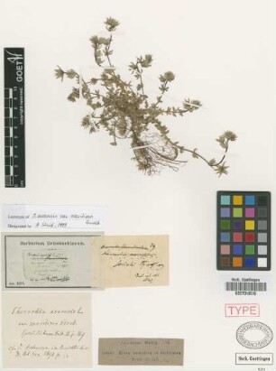 Sherardia arvensis L. var. maritima Griseb.[lectotype]