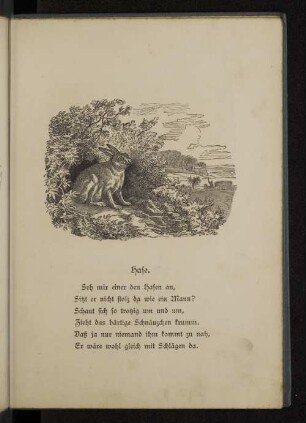 Hase.