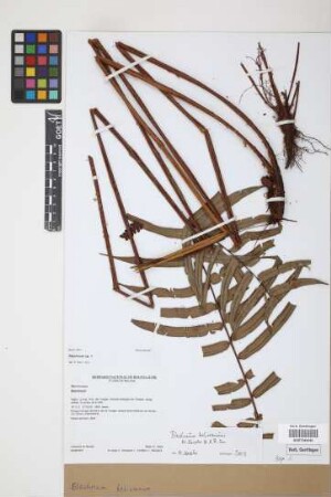 Blechnum bolivianum M.Kessler & A.R.Sm.