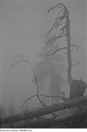 Kahleberg im Winter