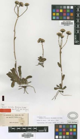 Senecio auricula Bourg. ex Coss. [isotype]