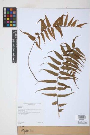 Asplenium spec.