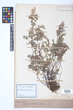 Adiantum capillus-veneris L.
