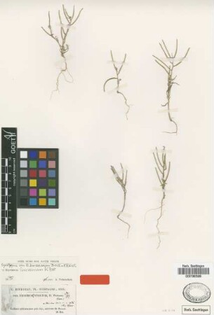 Erysimum strictum J.Gay ex Coss. [type]