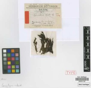 Thysanomitrion muelleri Hampe [syntype]