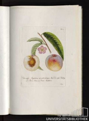 Tab. 38. Die weisse Magdalena mit nicht ablösigen Stein, Der weiße Härtling. Le Pavie blanc, ou Pavie Madeleine.