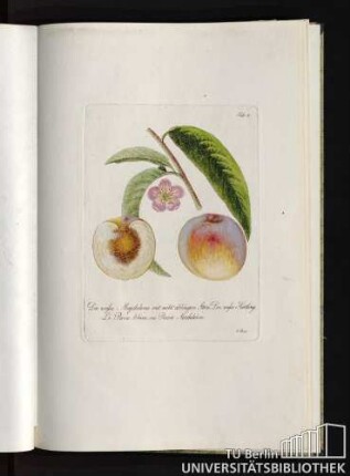 Tab. 38. Die weisse Magdalena mit nicht ablösigen Stein, Der weiße Härtling. Le Pavie blanc, ou Pavie Madeleine.