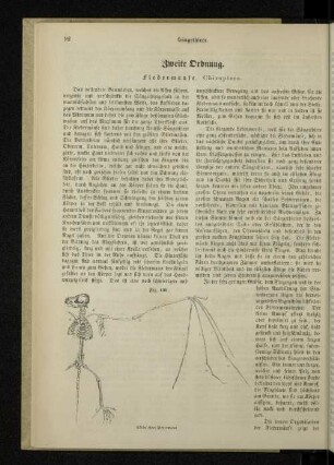Zweite Ordnung. Fledermäuse. Chiroptera.