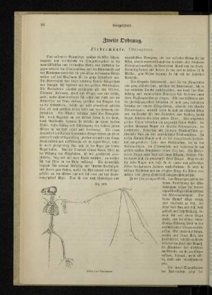 Zweite Ordnung. Fledermäuse. Chiroptera.