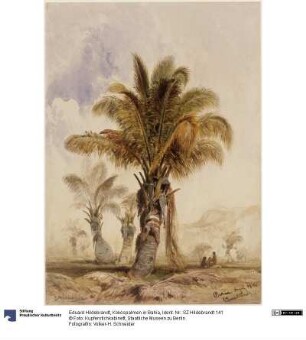 Kokospalmen in Bahia