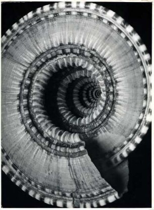 Solarium maximum, Meeresschnecke, China