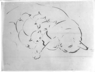 Katzenmutter. Tuschezeichnung (1938; E. Richter). Dresden-Südvorstadt, Eisenstuckstraße, Atelier der Künstlerin