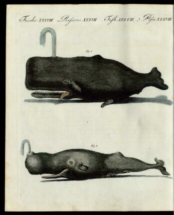 Zwei merkwürdige Wallfisch-Arten.
